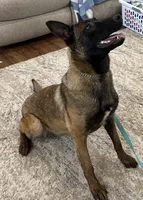 Fuel, a female Belgian Malinois for sale in Cincinnati, OH – Photo 6 of 6
