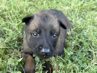 James Bond (light green), a male Belgian Malinois for sale in Peebles, OH – 4 of 9