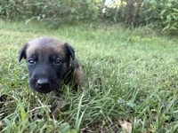 Katniss Everdeen (yellow), a female Belgian Malinois for sale in Peebles, OH – 6 of 9