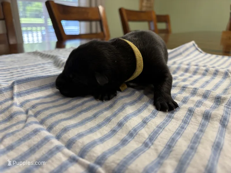 Harry Potter (yellow) – Belgian Malinois puppy for sale in Peebles, OH