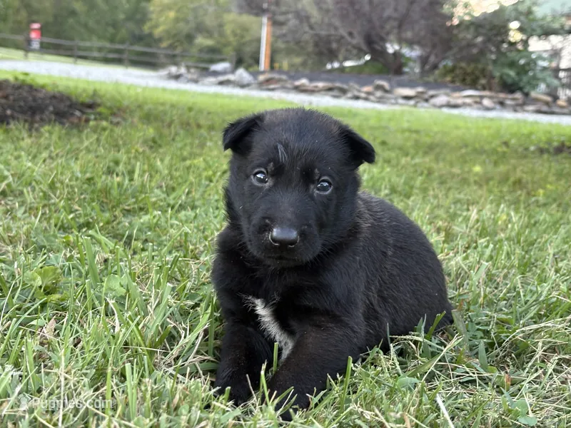 Peter Parker (light blue) – Belgian Malinois puppy for sale in Peebles, OH
