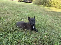 Princess Leia (Purple), a female Belgian Malinois for sale in Peebles, OH – 3 of 7