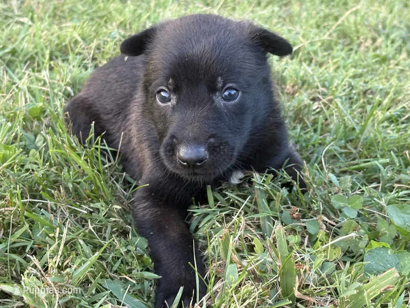 Holly Golightly (Dark pink) – Belgian Malinois puppy for sale in Peebles, OH