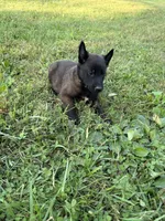  Bruce Wayne (dark green), a male Belgian Malinois for sale in Peebles, OH – 3 of 7
