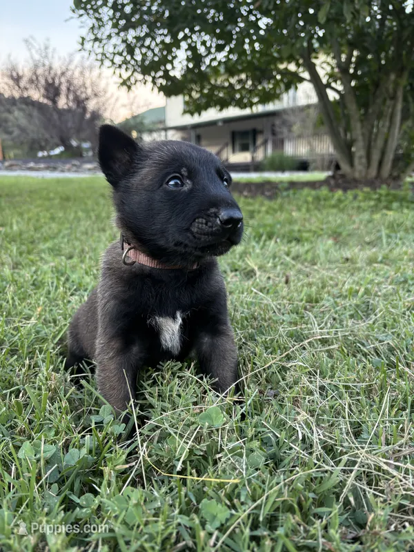 Sherlock Holmes (brown) – Belgian Malinois puppy for sale in Peebles, OH