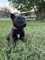 Sherlock Holmes (brown), a male Belgian Malinois for sale in Peebles, OH – 8 of 8