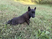 Princess Leia (Purple), a female Belgian Malinois for sale in Peebles, OH – 2 of 7