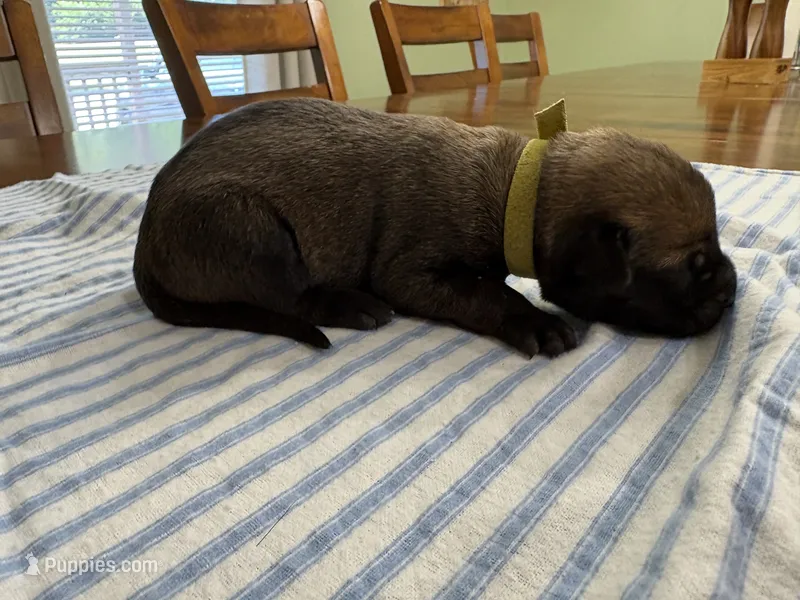 James Bond (light green) – Belgian Malinois puppy for sale in Peebles, OH