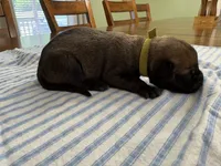 James Bond (light green), a male Belgian Malinois for sale in Peebles, OH – 1 of 2