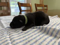  Bruce Wayne (dark green), a male Belgian Malinois for sale in Peebles, OH – 3 of 3