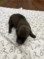 Maple (purple), a female Belgian Malinois for sale in Peebles, OH – 2 of 5