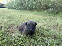 James Bond (light green), a male Belgian Malinois for sale in Peebles, OH – 7 of 9