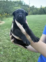 Clark Kent (dark blue), a male Belgian Malinois for sale in Peebles, OH – 8 of 8