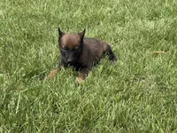 Montgomery, a male Belgian Malinois for sale in Cincinnati, OH – Photo 3 of 7