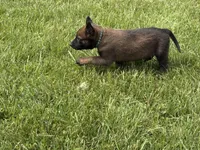 Montgomery, a male Belgian Malinois for sale in Cincinnati, OH – Photo 7 of 7