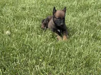 Montgomery, a male Belgian Malinois for sale in Cincinnati, OH – Photo 2 of 7