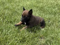 Montgomery, a male Belgian Malinois for sale in Cincinnati, OH – Photo 4 of 7