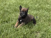 Montgomery, a male Belgian Malinois for sale in Cincinnati, OH – Photo 5 of 7