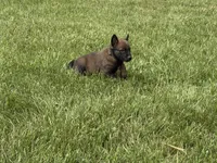 Montgomery, a male Belgian Malinois for sale in Cincinnati, OH – Photo 6 of 7