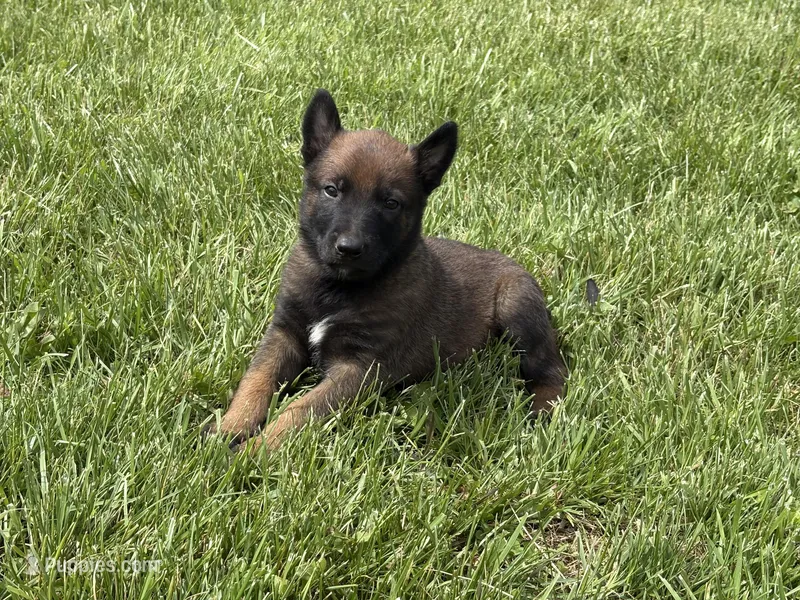 Montgomery – Belgian Malinois puppy for sale in Cincinnati, OH