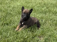 Montgomery, a male Belgian Malinois for sale in Cincinnati, OH – Photo 1 of 7