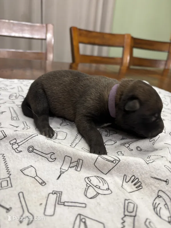 Maple (purple) – Belgian Malinois puppy for sale in Peebles, OH