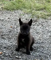Sherlock Holmes (brown), a male Belgian Malinois for sale in Peebles, OH – 6 of 8