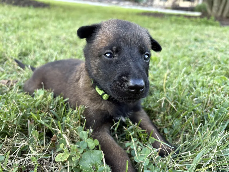 James Bond (light green) – Belgian Malinois puppy for sale in Peebles, OH
