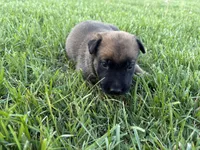 Cheyenne, a female Belgian Malinois for sale in Cincinnati, OH – Photo 2 of 2