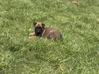 Cheyenne, a female Belgian Malinois for sale in Cincinnati, OH – 10 of 10