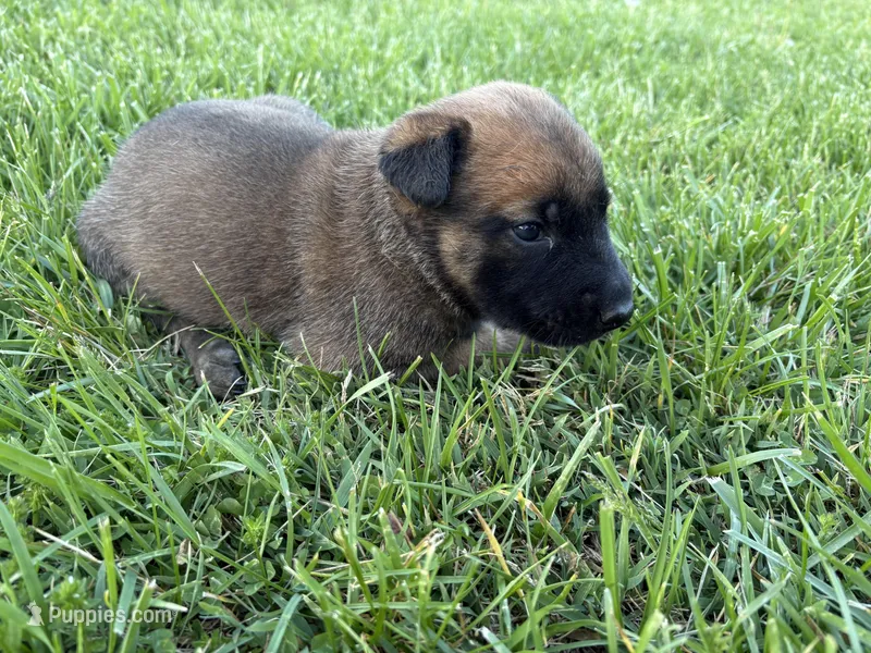 Cheyenne, a female Belgian Malinois for sale in Cincinnati, OH – Photo 1 of 2