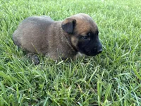 Cheyenne, a female Belgian Malinois for sale in Cincinnati, OH – Photo 1 of 2