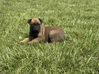 Cheyenne, a female Belgian Malinois for sale in Cincinnati, OH – 6 of 10