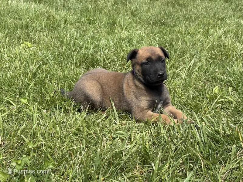 Cheyenne – Belgian Malinois puppy for sale in Cincinnati, OH
