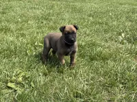 Cheyenne, a female Belgian Malinois for sale in Cincinnati, OH – 5 of 10