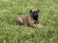 Cheyenne, a female Belgian Malinois for sale in Cincinnati, OH – 9 of 10