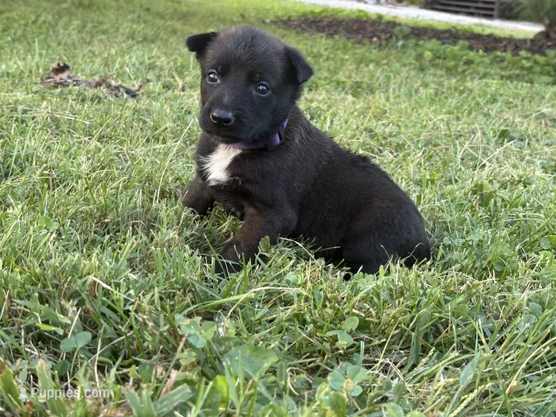 Princess Leia (Purple) – Belgian Malinois puppy for sale in Peebles, OH