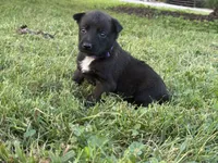 Princess Leia (Purple), a female Belgian Malinois for sale in Peebles, OH – 6 of 7