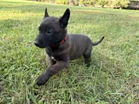 Harry Potter (red), a male Belgian Malinois for sale in Peebles, OH – 3 of 5
