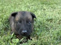 James Bond (light green), a male Belgian Malinois for sale in Peebles, OH – 6 of 9