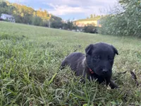 Harry Potter (red), a male Belgian Malinois for sale in Peebles, OH – 3 of 10