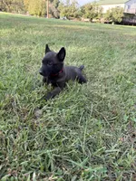 Harry Potter (red), a male Belgian Malinois for sale in Peebles, OH – 4 of 5