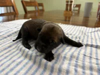 Katniss Everdeen (medium green), a female Belgian Malinois for sale in Peebles, OH – 3 of 3