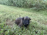 James Bond (light green), a male Belgian Malinois for sale in Peebles, OH – 9 of 9