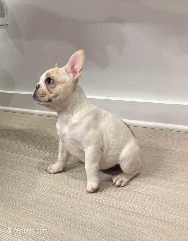 Minnie – French Bulldog puppy for sale in Atlanta, GA