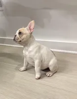 Minnie, a female French Bulldog for sale in Atlanta, GA – 1 of 3