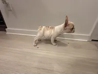 Minnie, a female French Bulldog for sale in Atlanta, GA – 2 of 3