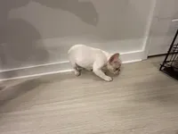 Minnie, a female French Bulldog for sale in Atlanta, GA – 3 of 3