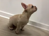 Butter , a male French Bulldog for sale in Atlanta, GA – 3 of 4