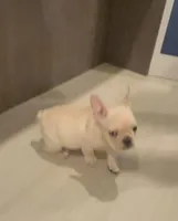 Butter , a male French Bulldog for sale in Atlanta, GA – 2 of 4